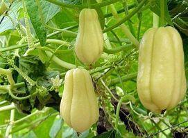 佛手瓜发芽能晒干吃吗,美味营养两不误