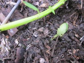 佛手瓜发芽能晒干吃吗,美味营养两不误
