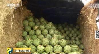 国内最大免费吃瓜,带你畅享娱乐盛宴