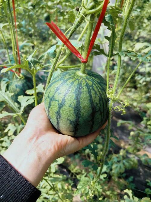 房产界吃瓜后续,吃瓜群众揭秘后续真相