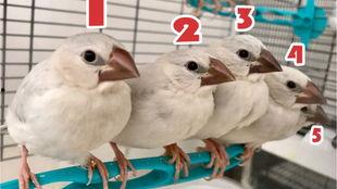 带你吃瓜文鸟,瓜田文鸟带你领略美食世界