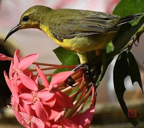 带你吃瓜文鸟,瓜田文鸟带你领略美食世界