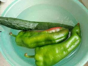 鸡可以吃瓜吗,探索家禽饮食新选择