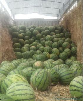 桥木吃瓜,夏日里的悠闲时光