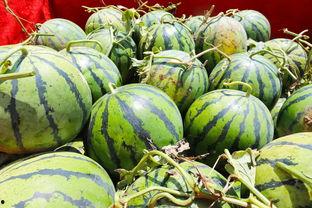 桥木吃瓜,夏日里的悠闲时光