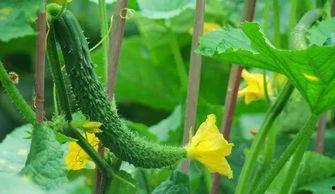 保定育才花园吃瓜,夏日吃瓜盛宴，邻里共享清凉时光