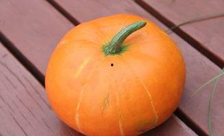 吃日本瓜的功效,养生保健的天然良药