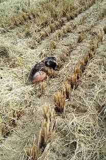 干涸地 吃瓜,探寻荒漠中的绿色奇迹