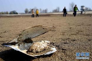 干涸地 吃瓜,探寻荒漠中的绿色奇迹