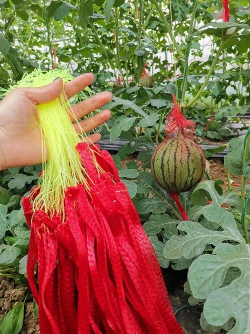 吃今天下大瓜,揭秘明星幕后故事