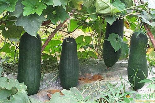 吃不动的瓜是什么瓜