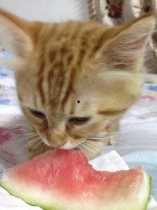 吃猫头瓜,一场味蕾的奇幻之旅