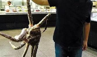 割肉吃瓜刀,揭秘古代烹饪艺术的神秘利器