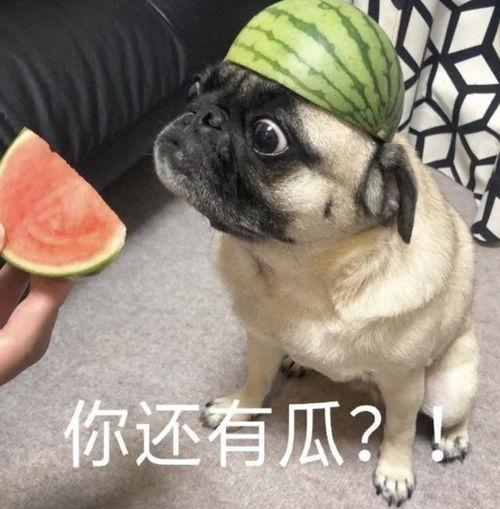 后排吃瓜表情包,揭秘网络社交中的“旁观者”心态