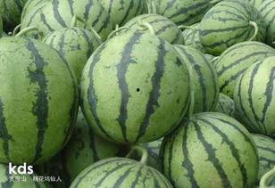 吃瓜需要挖着吃,揭秘吃瓜新潮流——挖着吃，尽享夏日清爽