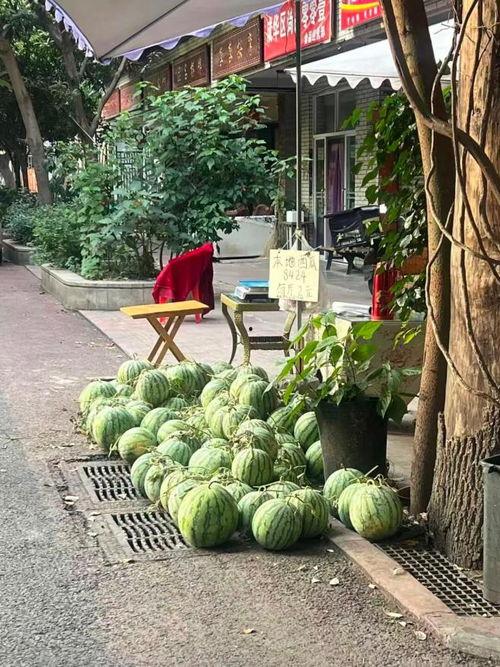 四川人吃瓜和北方人吃瓜,四川瓜香与北方瓜韵