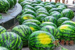 青学院吃瓜,揭秘校园吃瓜背后的故事