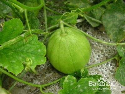 打呼噜吃瓜,揭秘睡眠中的趣味现象