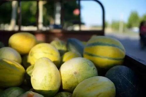 新疆吐鲁番吃瓜,新疆瓜乡的甜蜜诱惑