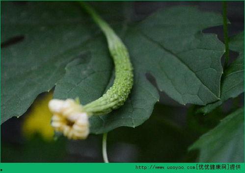 做人流可以吃瓜吗,饮食禁忌与适宜瓜果选择