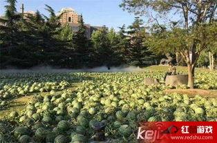 美术院吃瓜,一场吃瓜盛宴背后的艺术圈秘闻