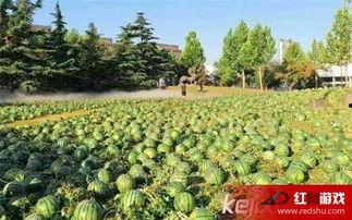 美术院吃瓜,一场吃瓜盛宴背后的艺术圈秘闻