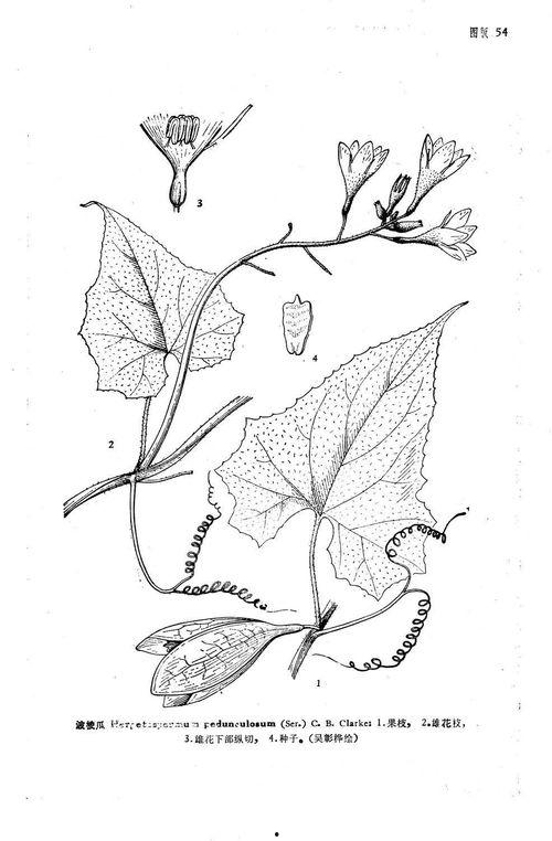 波棱瓜怎么吃,探索家常美味新选择