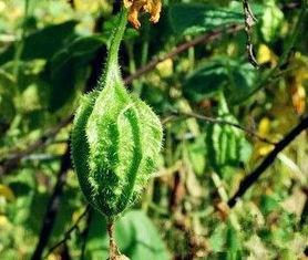 波棱瓜怎么吃,探索家常美味新选择