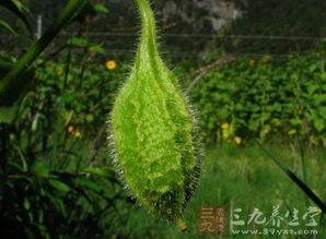 波棱瓜怎么吃,探索家常美味新选择