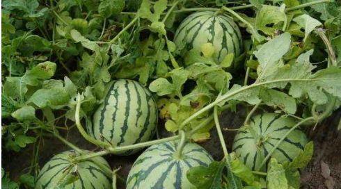 赞美吃的瓜,品味美食瓜果的无限魅力