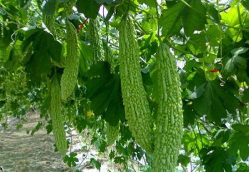 大米粒吃瓜啦,探寻美食与生活的趣味之旅