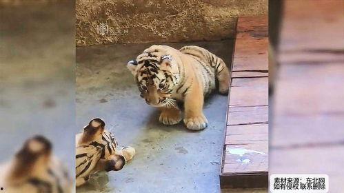 无忧小老虎吃瓜,无忧小老虎的瓜田奇遇记