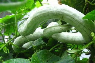 蛇瓜怎么炒着吃,家常美味新选择