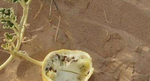 沙漠瓜怎么没人吃,为何无人问津的珍馐美味