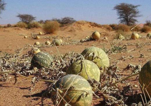 沙漠瓜怎么没人吃,为何无人问津的珍馐美味