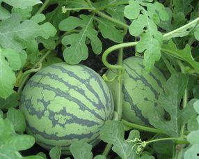 孕妇可以吃莆瓜吗？,孕妇适宜食用莆瓜吗？