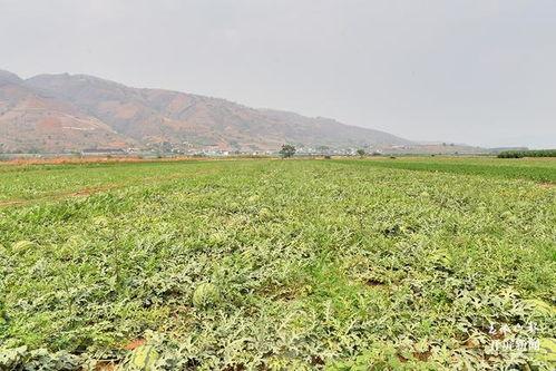保山医专吃瓜,一场校园“吃瓜”盛宴背后的故事