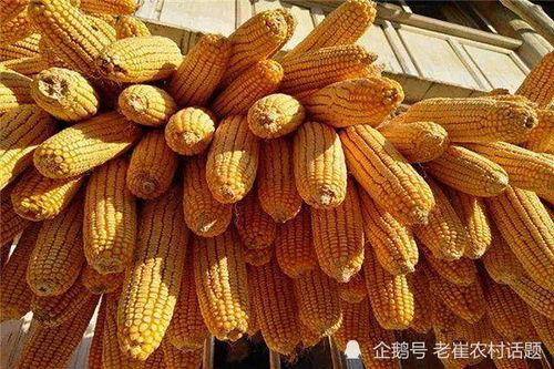 保山医专吃瓜,一场校园“吃瓜”盛宴背后的故事