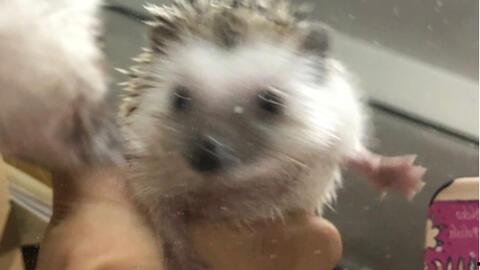 刺猬吃瓜怎么防,轻松应对“瓜田”风险