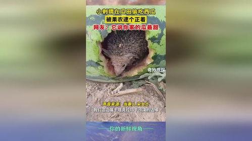 刺猬吃瓜怎么防,轻松应对“瓜田”风险
