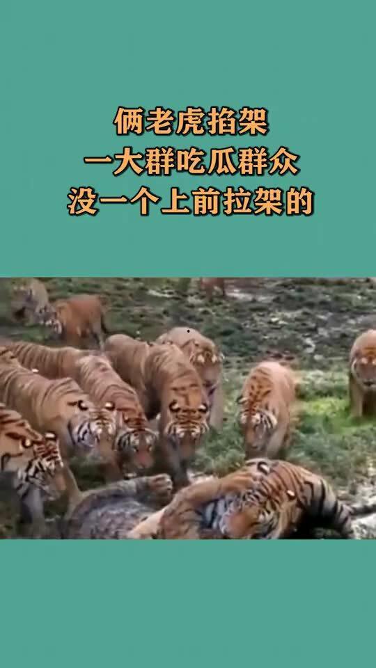 虎二瓜咋吃,虎二瓜的多样吃法探索