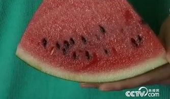 只吃瓜不吐籽,品味只吃瓜不吐籽的悠闲生活