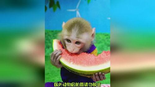 小猴子吃瓜吗,小猴子与夏日的甜蜜瓜果时光
