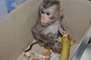 小猴子吃瓜吗,小猴子与夏日的甜蜜瓜果时光