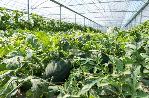 实现吃瓜干自由