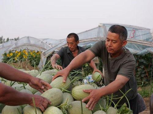 吃瓜村队长,揭秘乡村生活的酸甜苦辣
