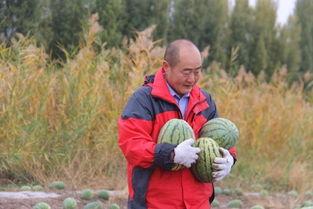 吃瓜村队长,揭秘乡村生活的酸甜苦辣