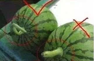 毛瓜怎么吃最大,解锁毛瓜美味新吃法