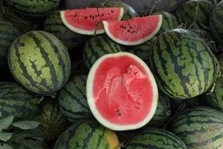 趴在树上吃瓜,揭秘趴在树上吃瓜的惬意生活