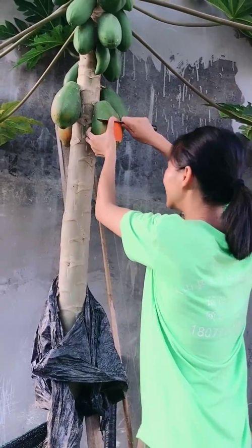趴在树上吃瓜,揭秘趴在树上吃瓜的惬意生活